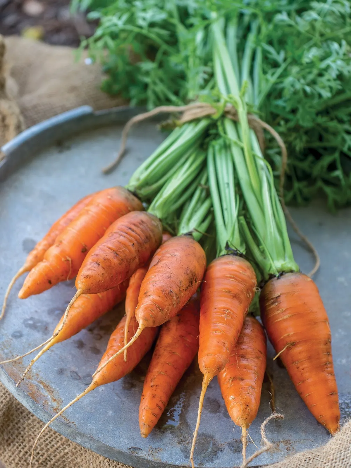 Caracas Hybrid Carrots