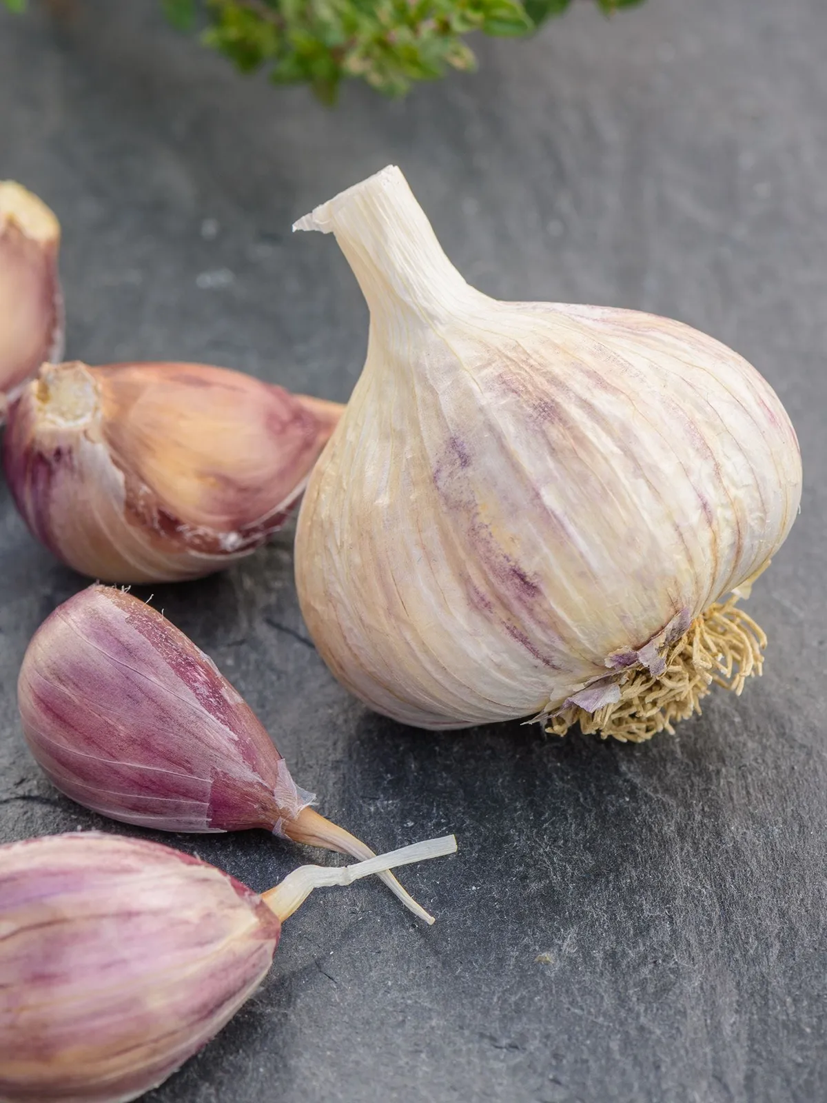 Purple Glazer Garlic