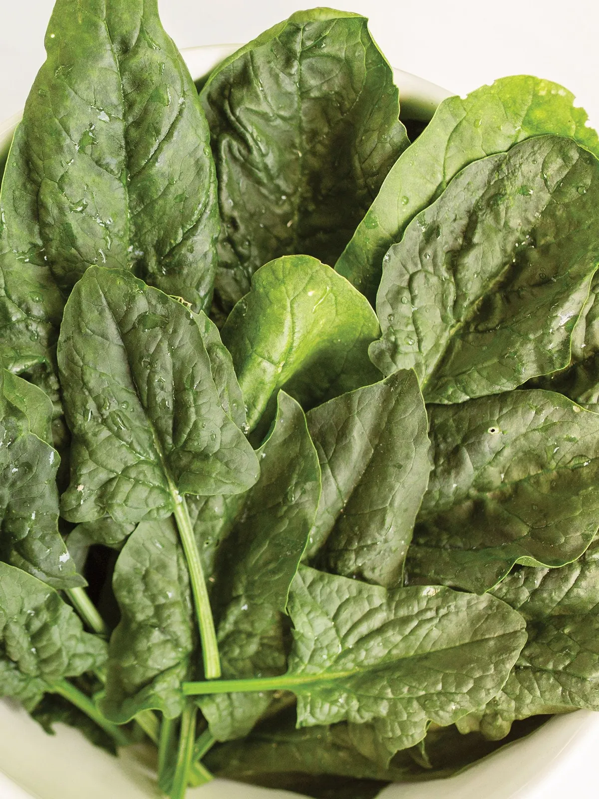 Bloomsdale Long Standing