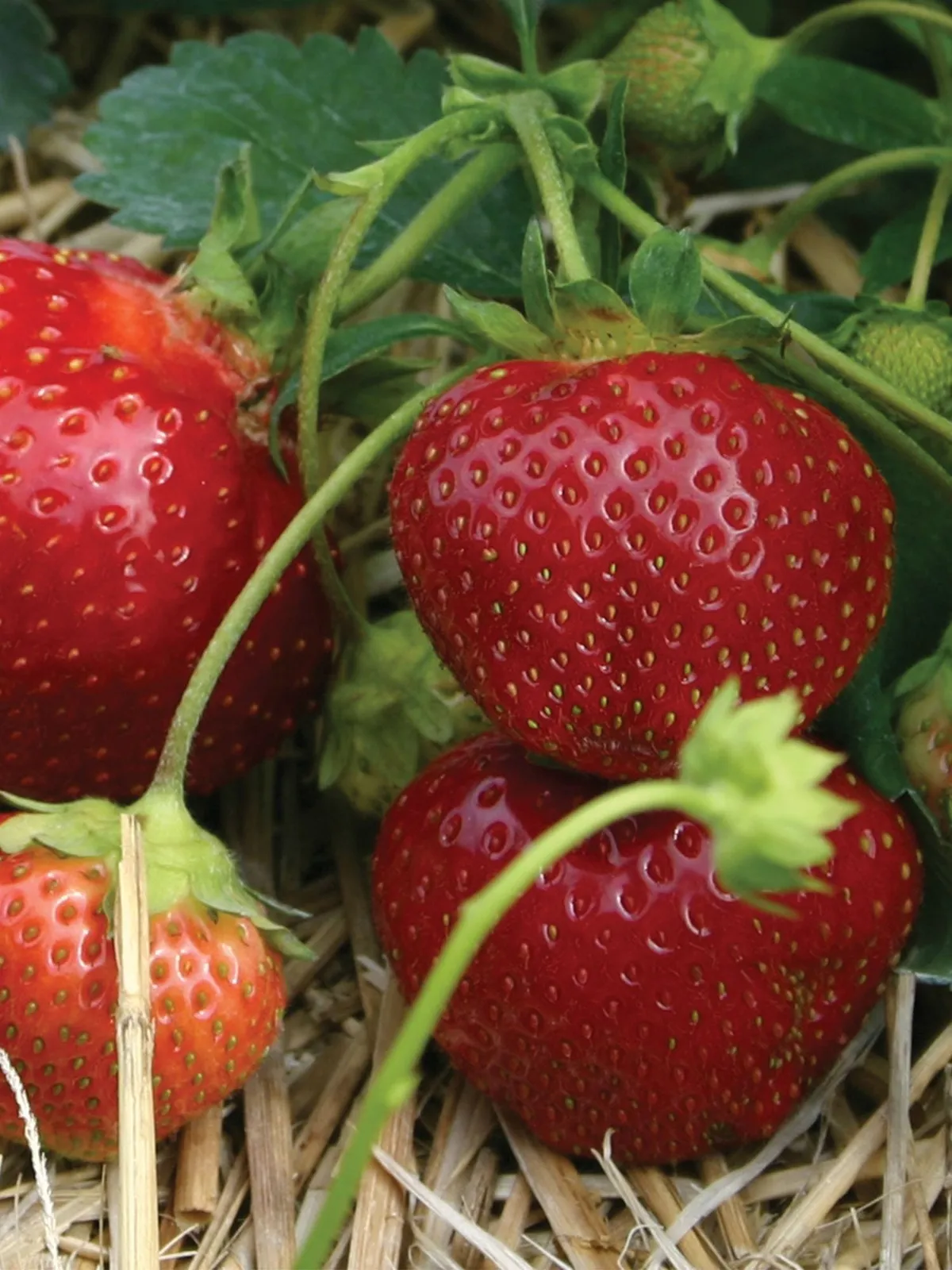 Galletta Strawberries