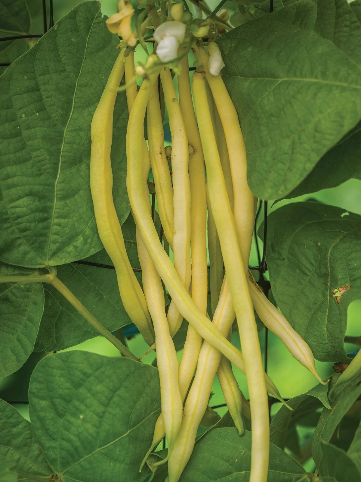 Pole, Monte Gusto Beans