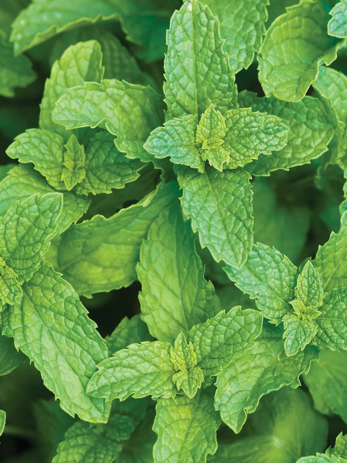Spearmint Mint