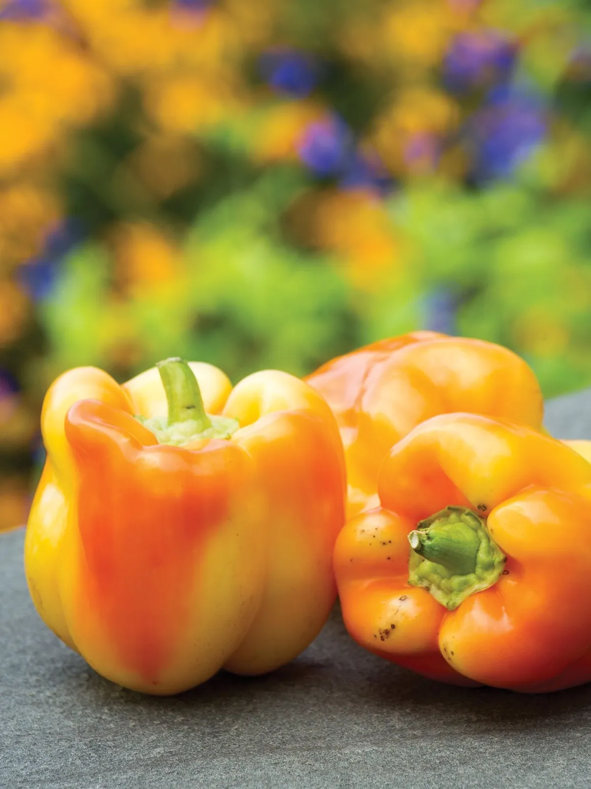 Sweet, Nikita Hybrid Peppers