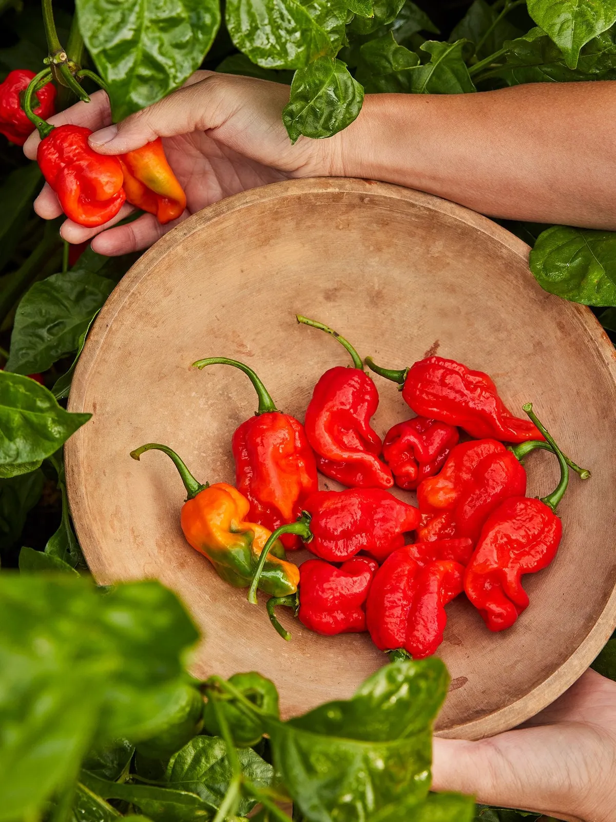 Hot, Armageddon Hybrid Peppers