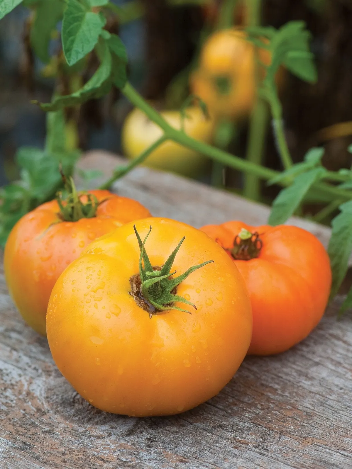 Orange Wellington Hybrid Tomatoes