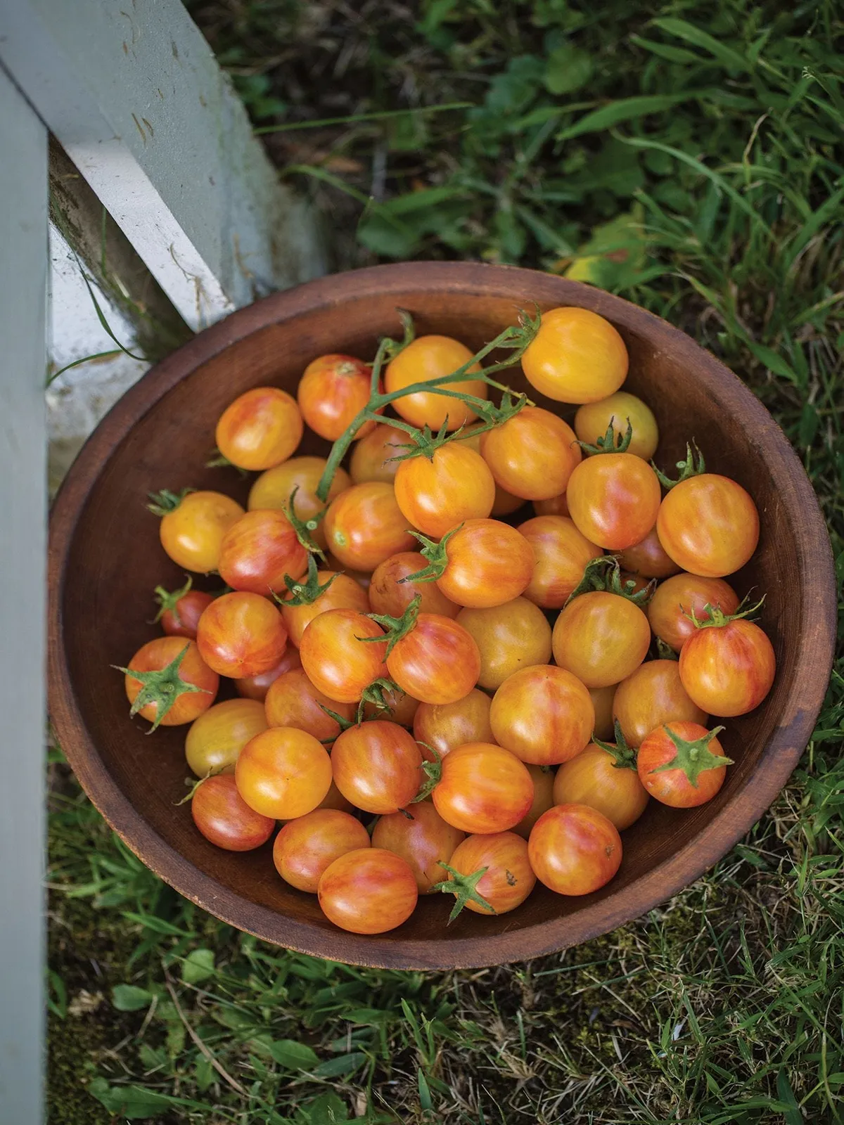 Sunrise Bumble Bee Tomatoes