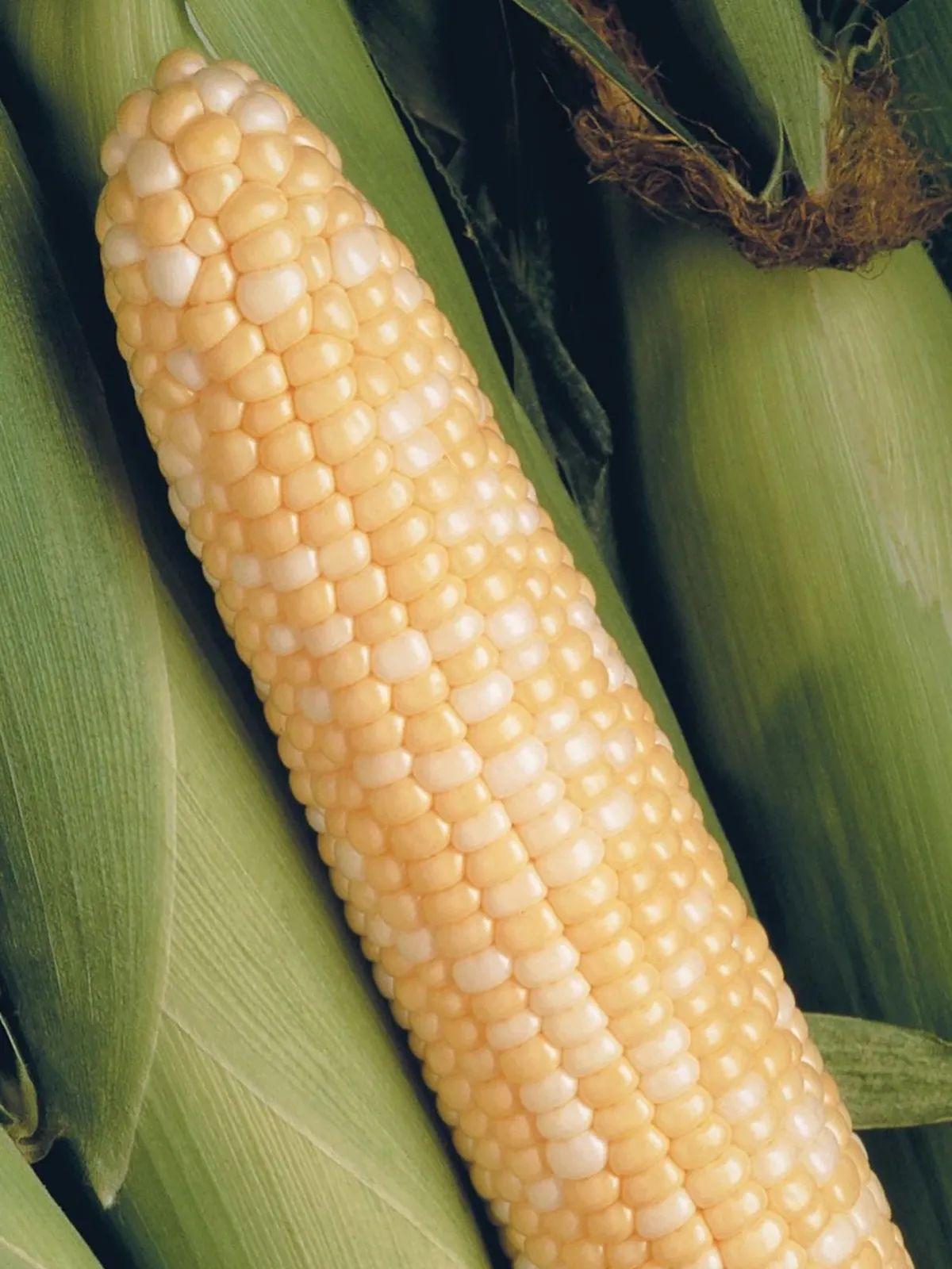 Peaches & Cream Hybrid Corn