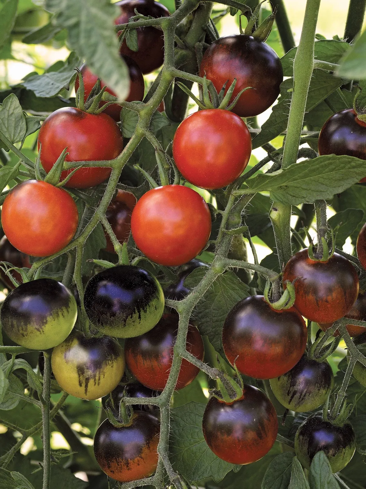 Midnight Snack Hybrid Tomatoes
