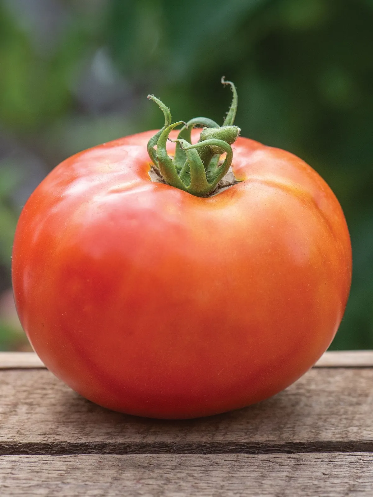BushSteak Hybrid Tomatoes