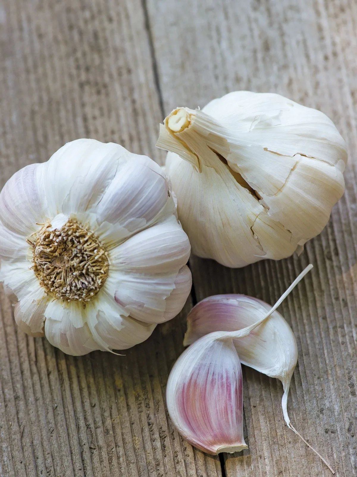 Cuban Purple Garlic
