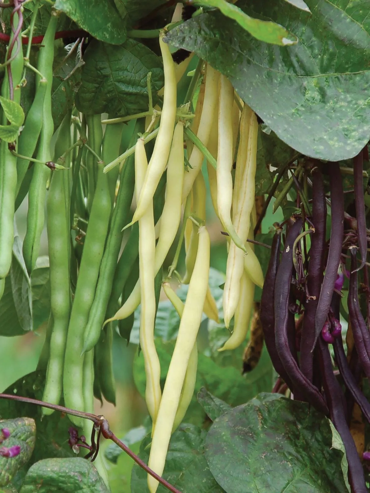Pole, Tri-color Blend Beans