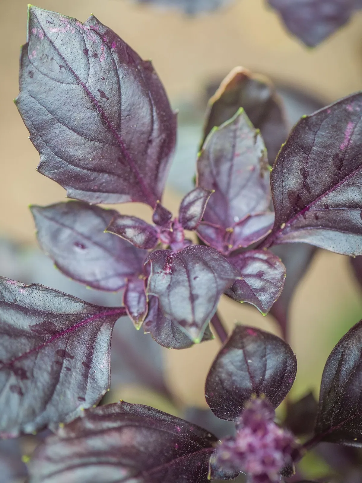 'Round Midnight Basil