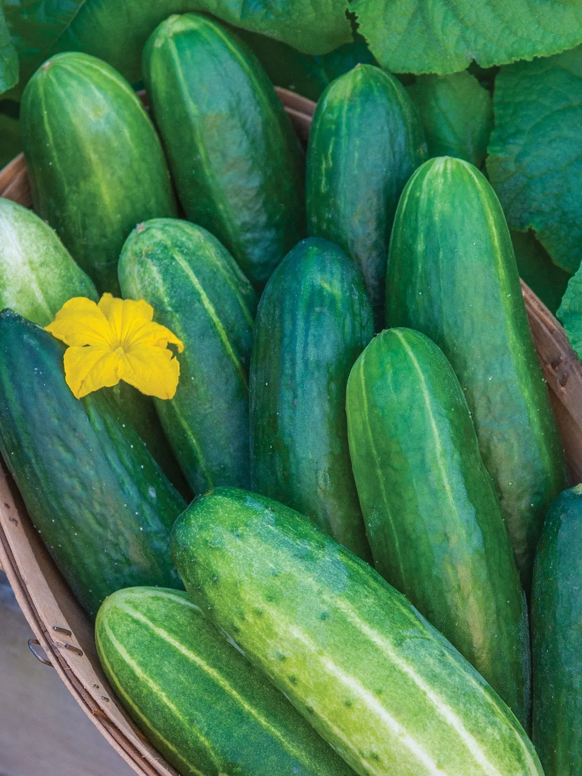 Bragger Hybrid Cucumbers