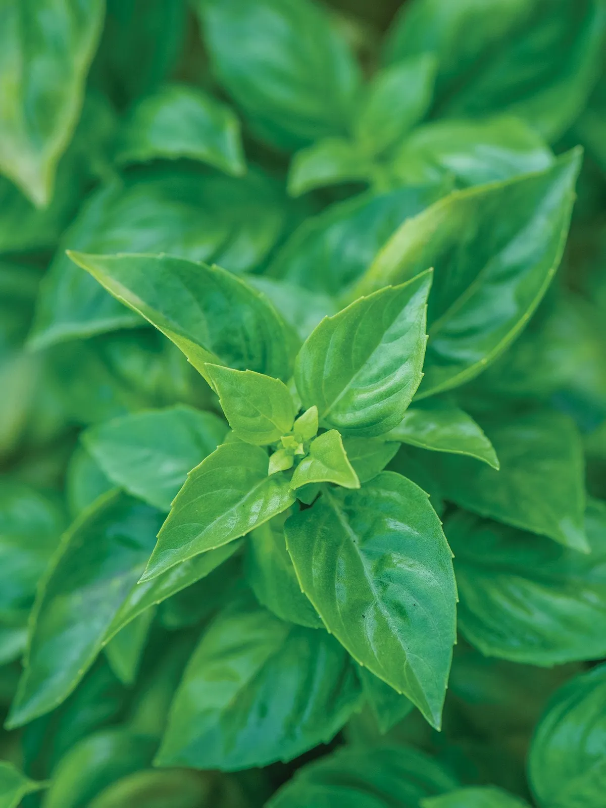 Pesto Party Basil