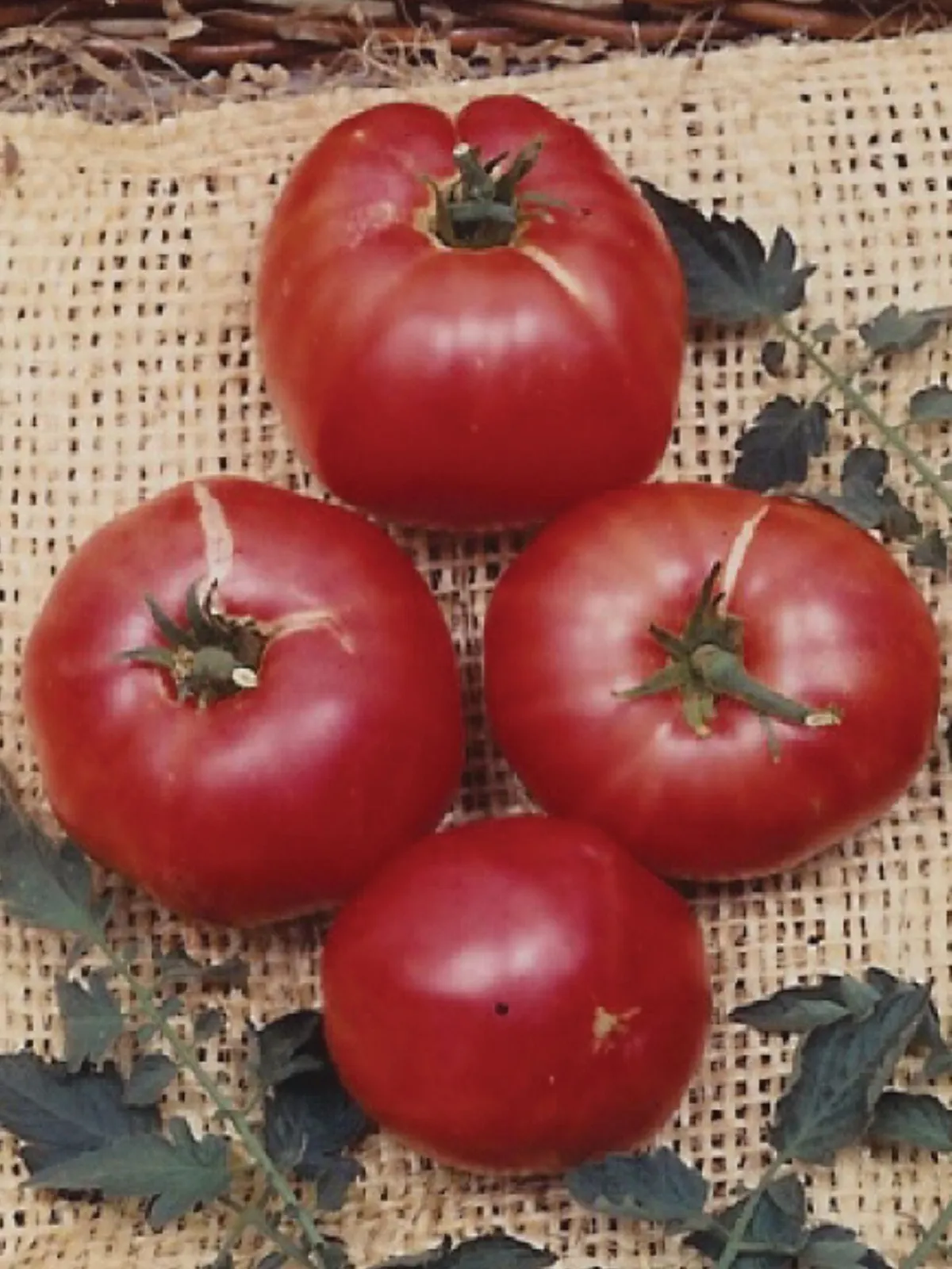 German Johnson Tomatoes