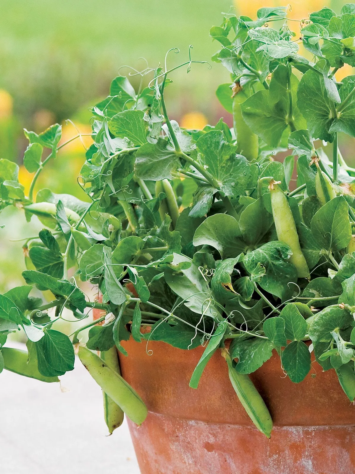 Peas-in-a-Pot Peas