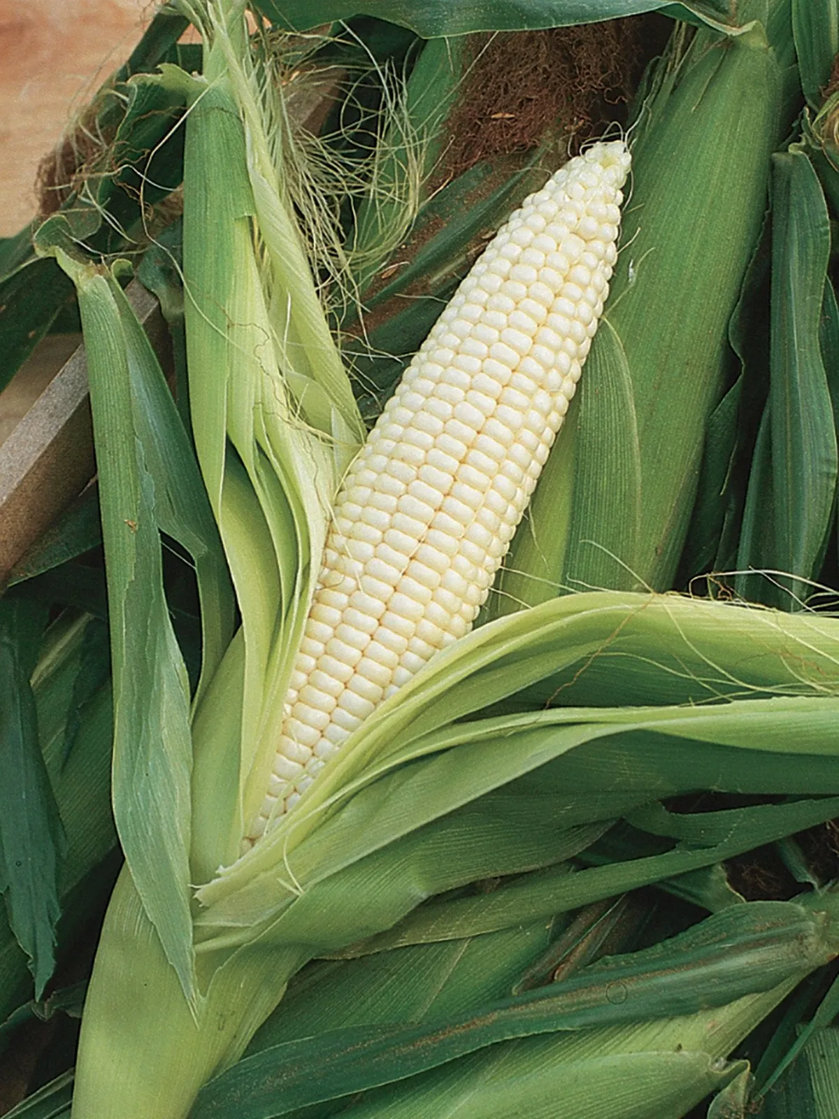Silver Queen Hybrid Corn