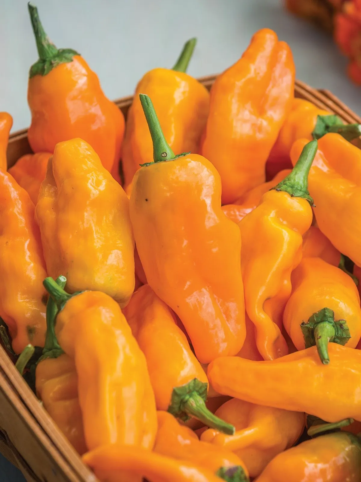 Hot, Orange Pepperoncini Peppers