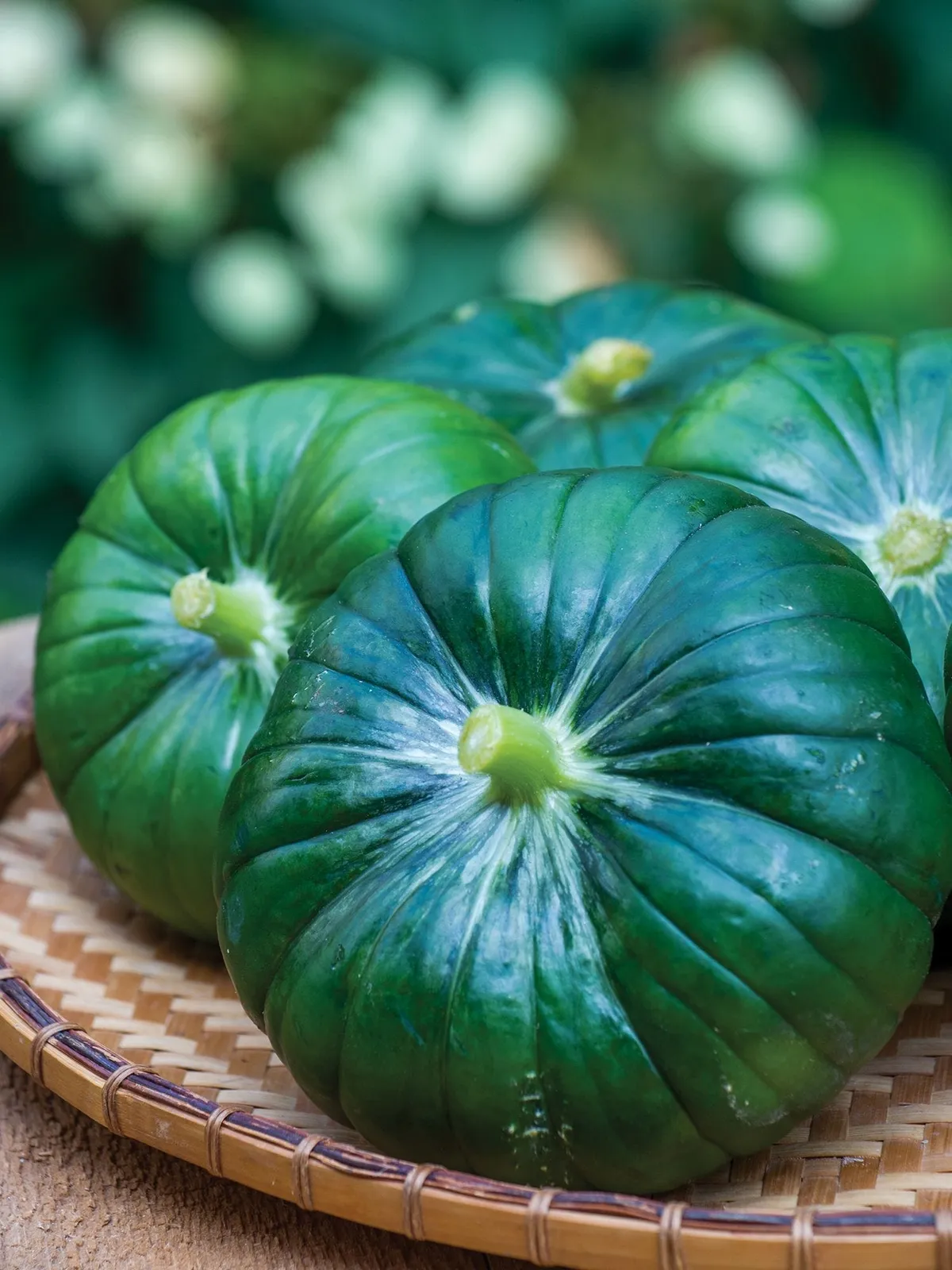 Summer, Cupcake Hybrid Squash