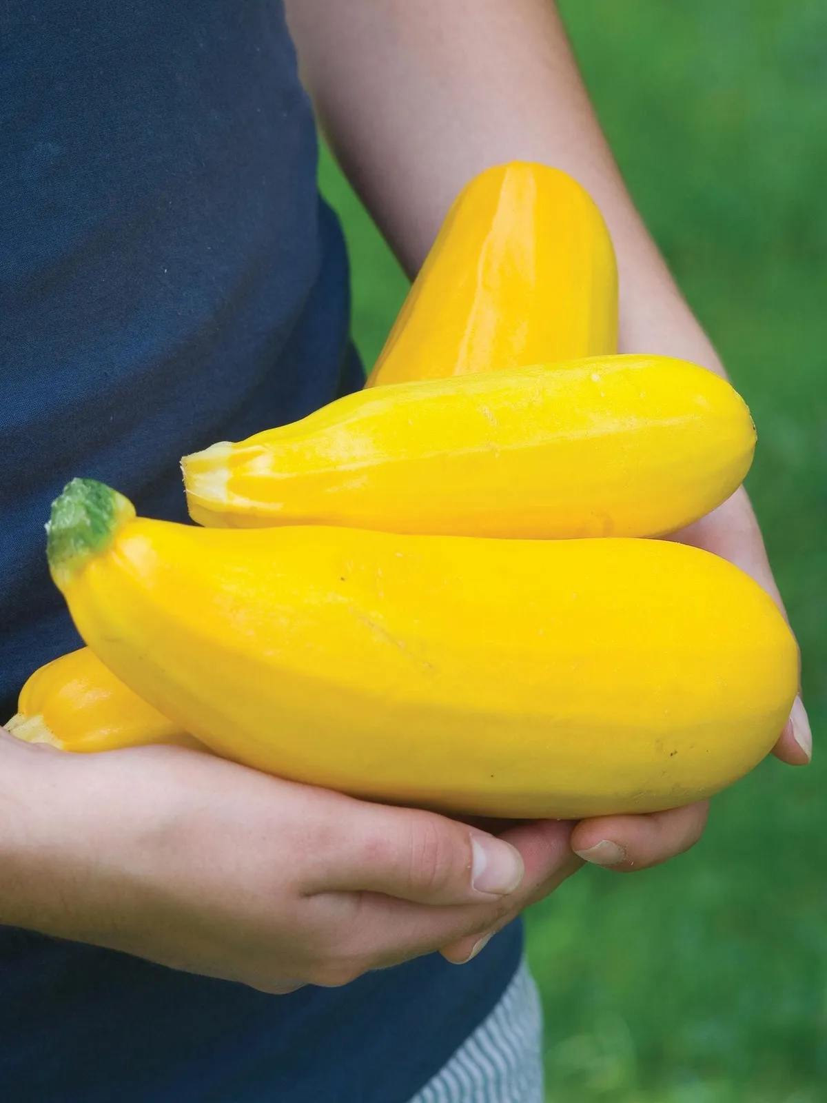 Summer, Burpee Golden Zucchini Squash