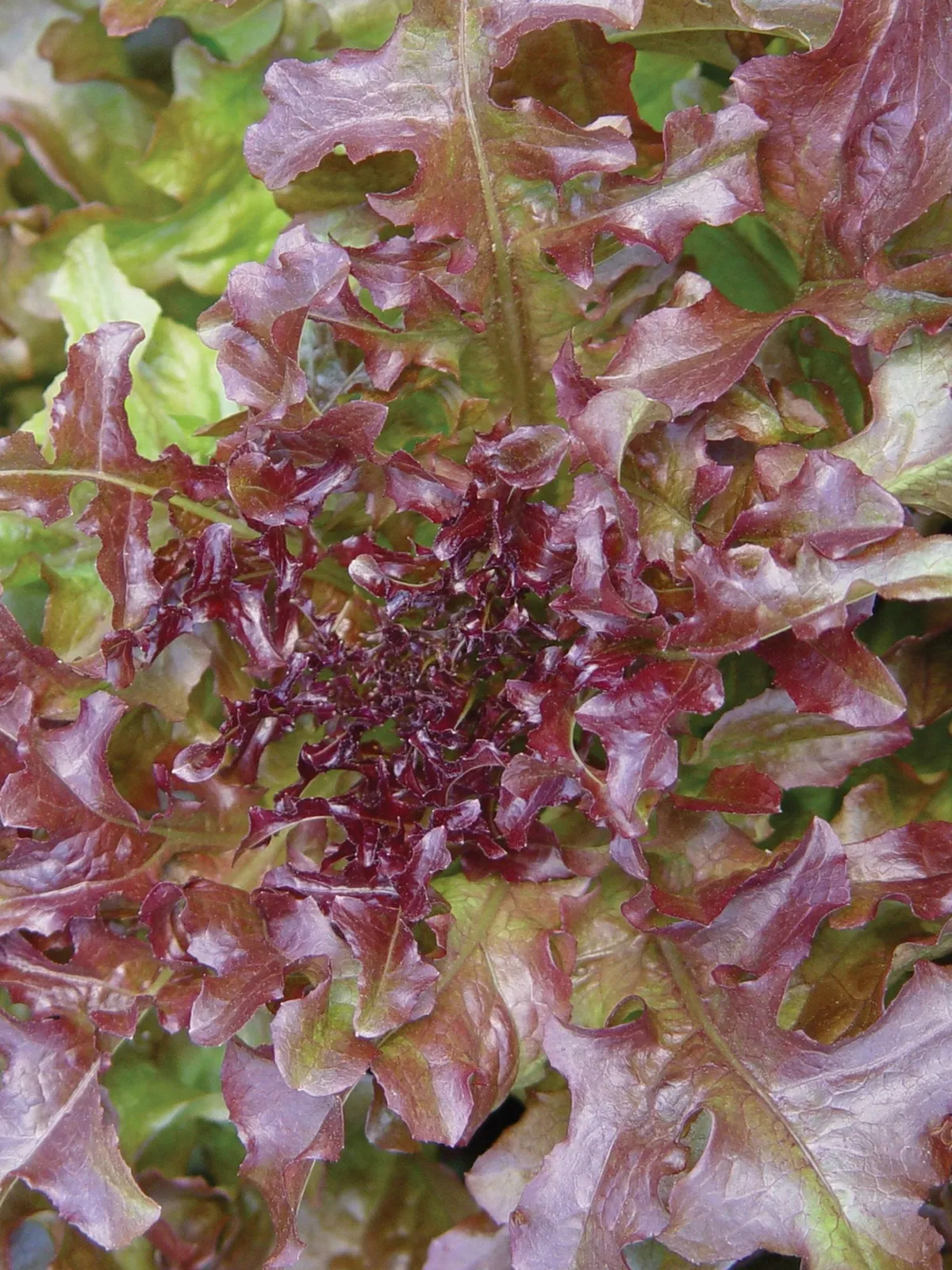 Red Salad Bowl Lettuce