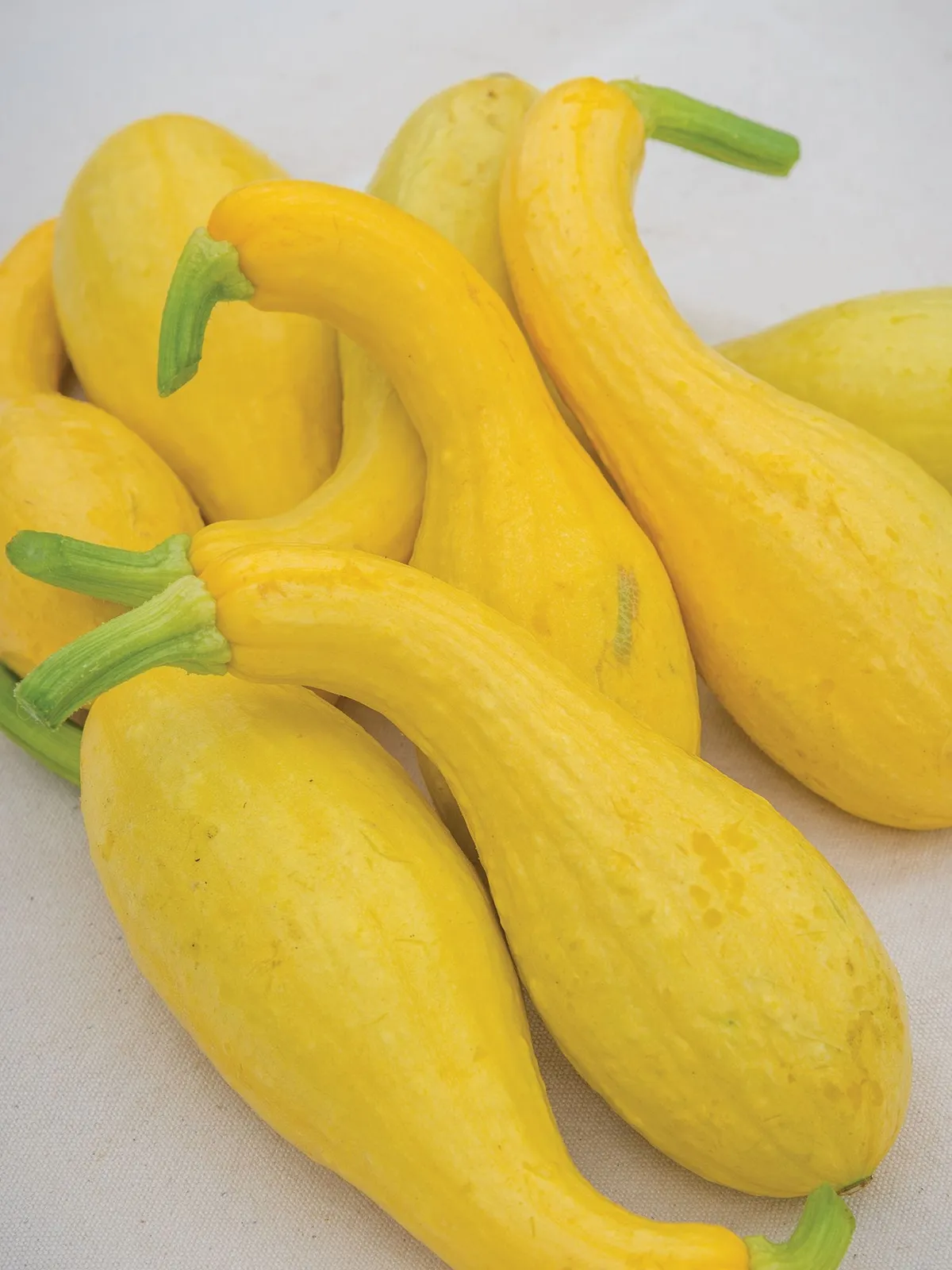 Early Summer Crookneck