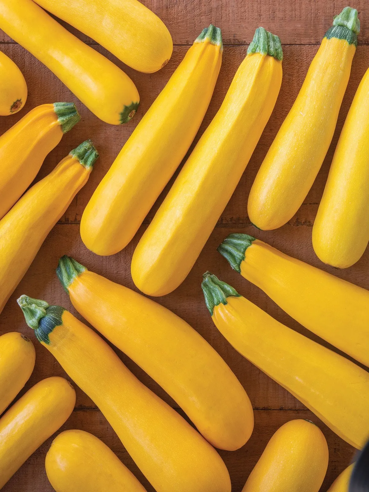 Summer, Fort Knox Hybrid Squash