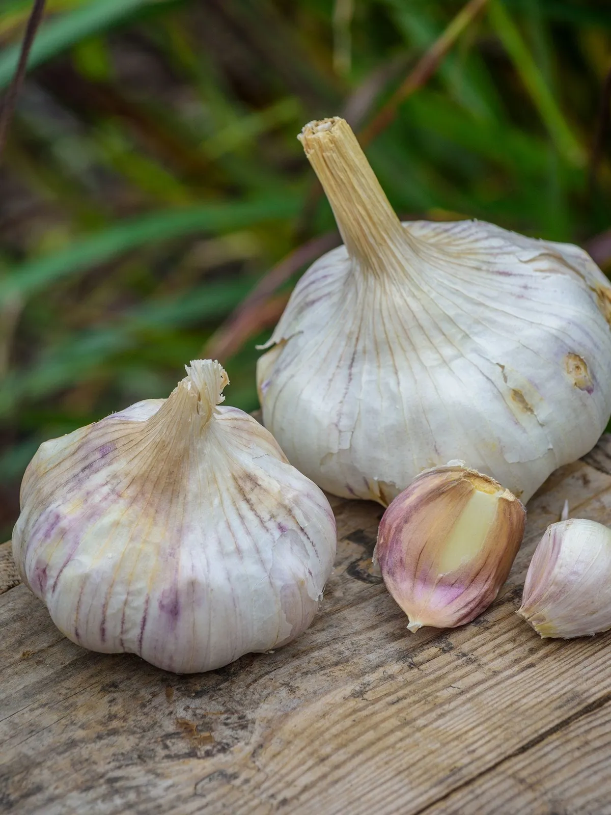 Inchelium Red Garlic