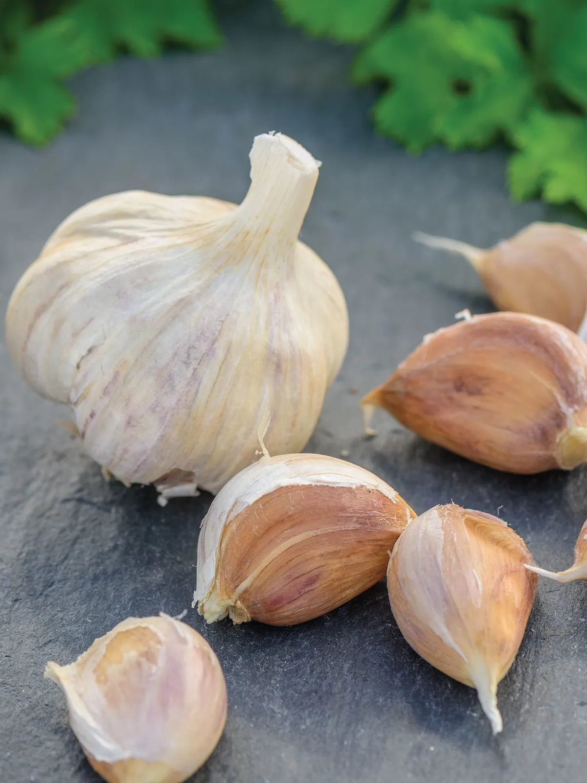 German Red Garlic