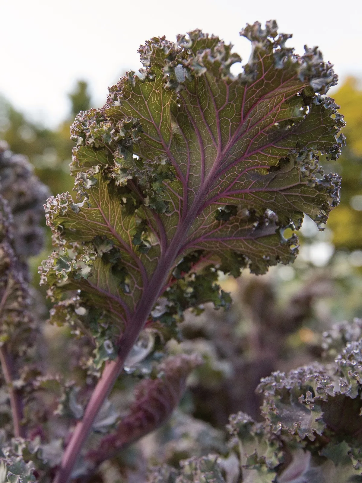 Scarlet Kale
