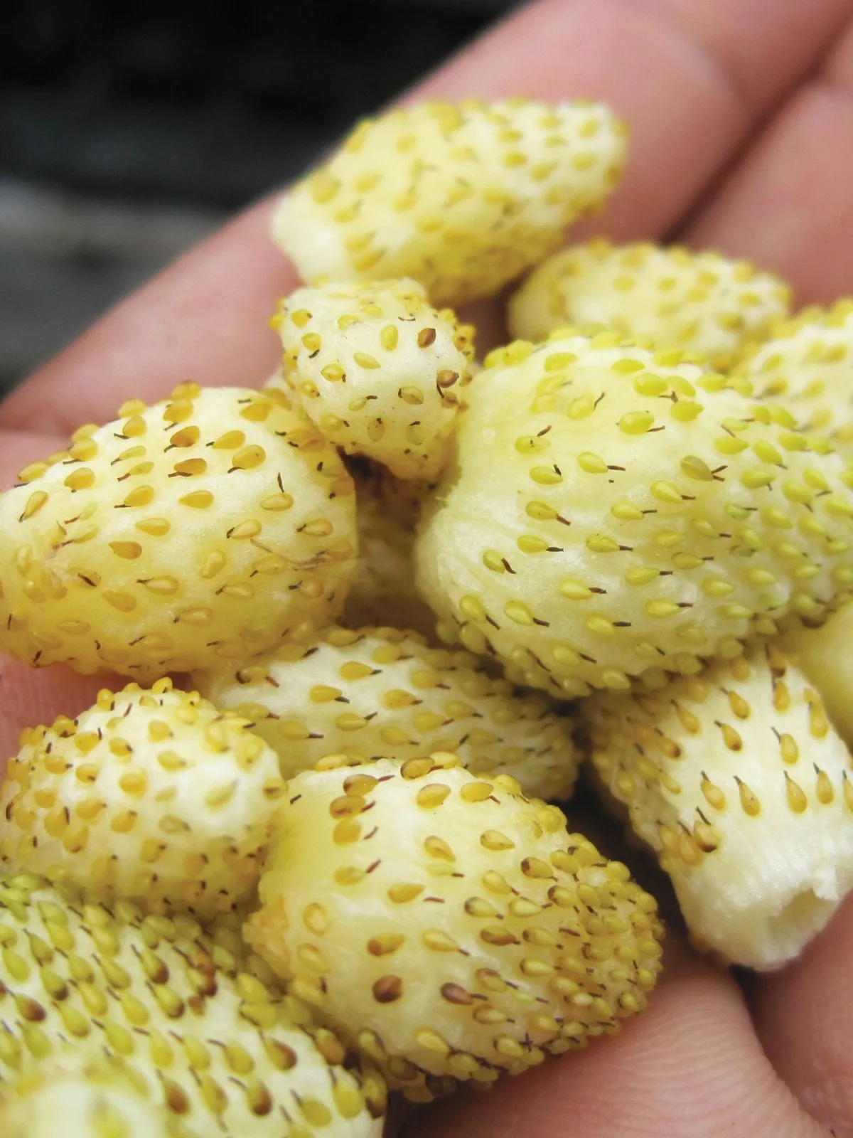 Alpine Yellow Wonder Strawberries