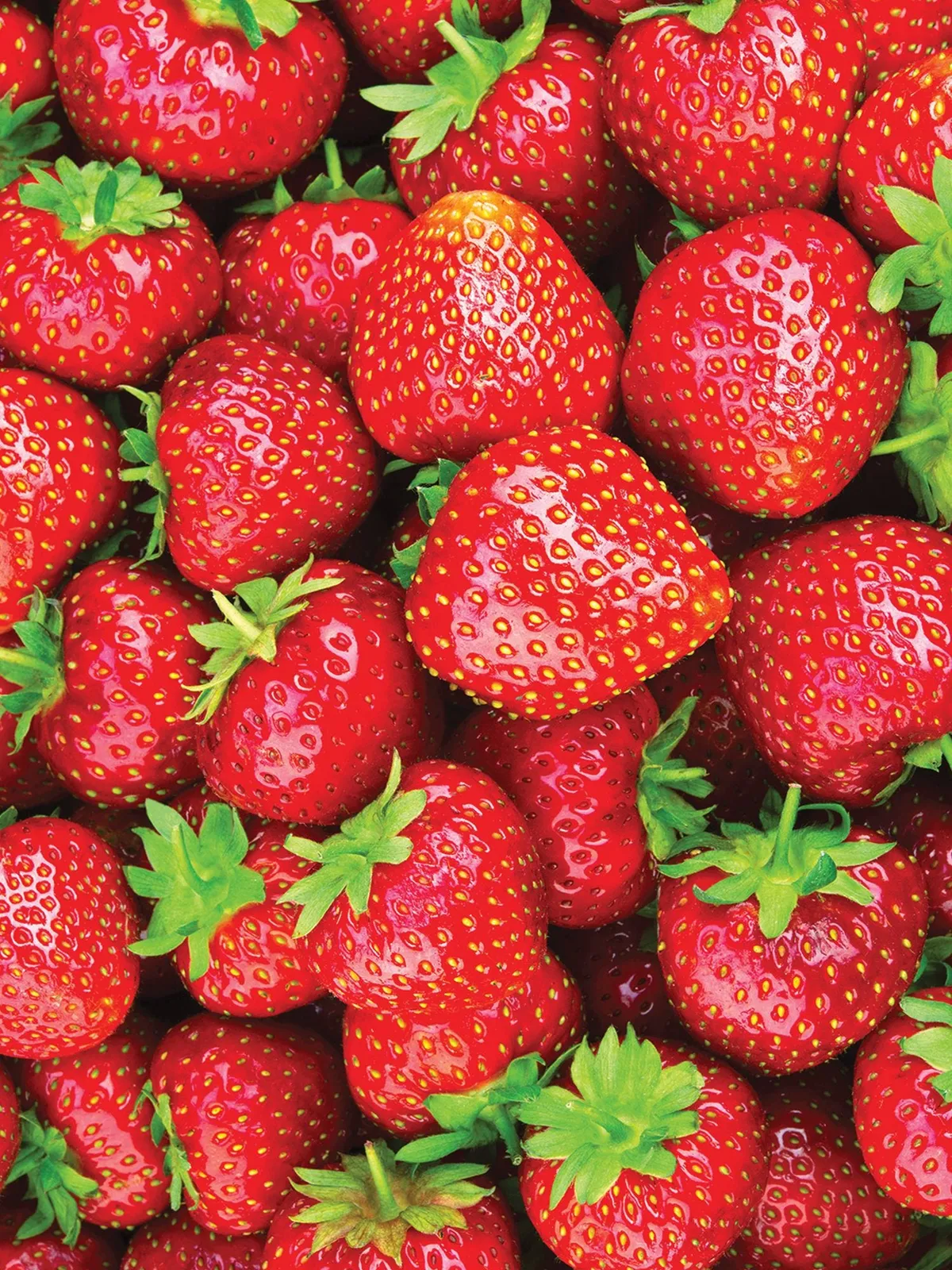 Eversweet Strawberries
