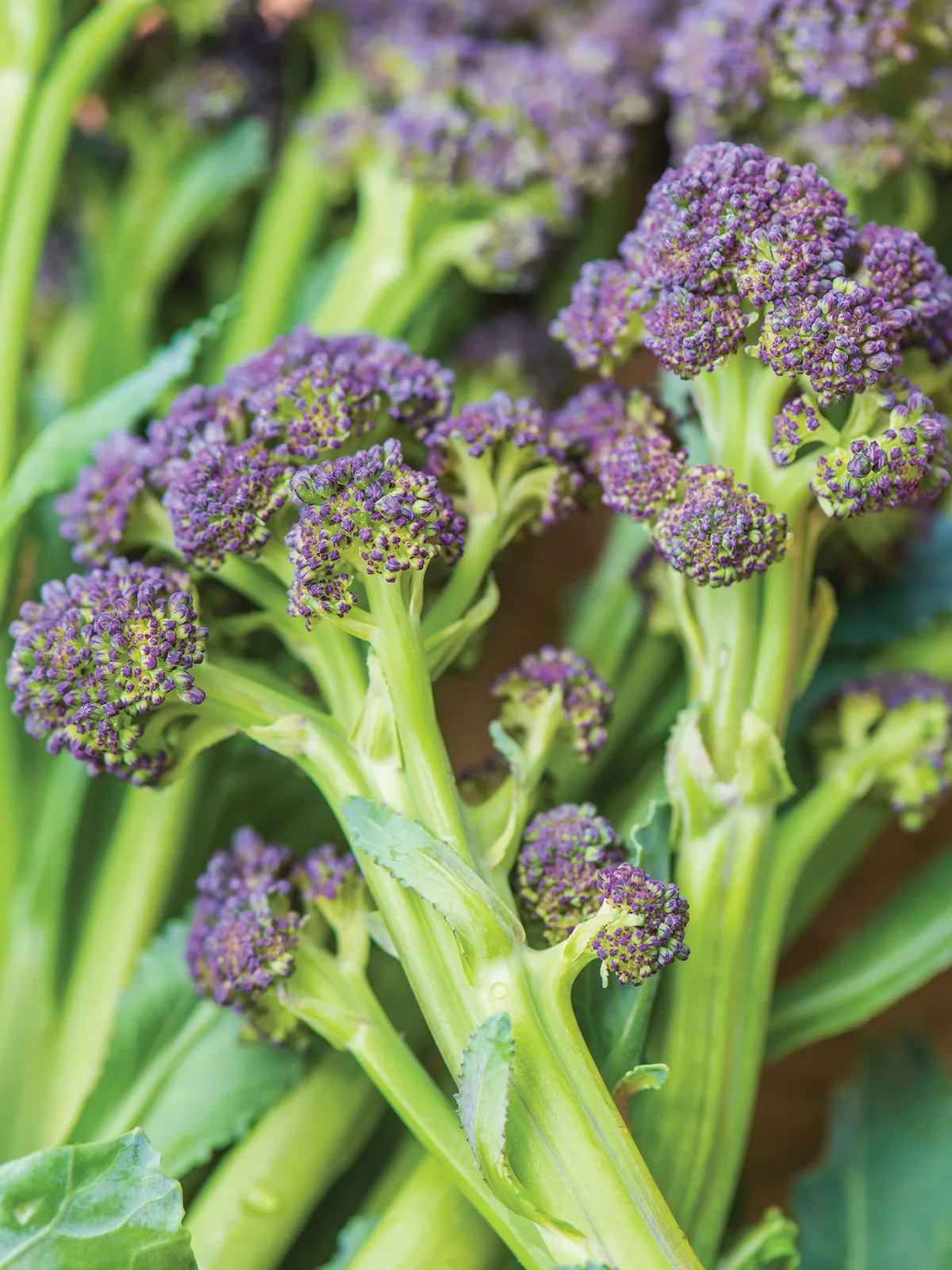 Burgundy Hybrid Broccoli