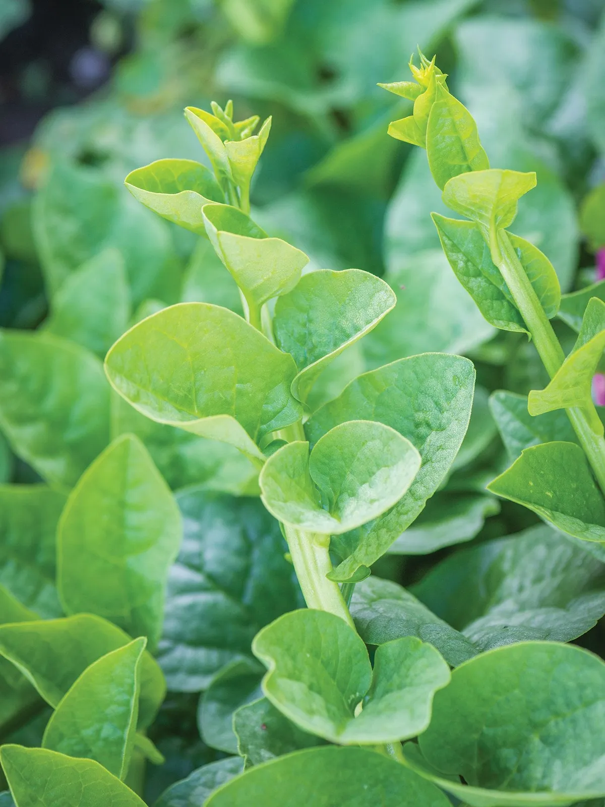Green Stem Spinach