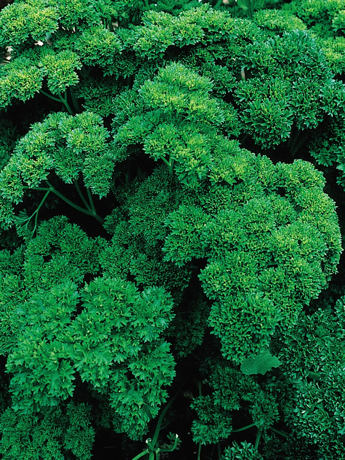 Double Curled Organic