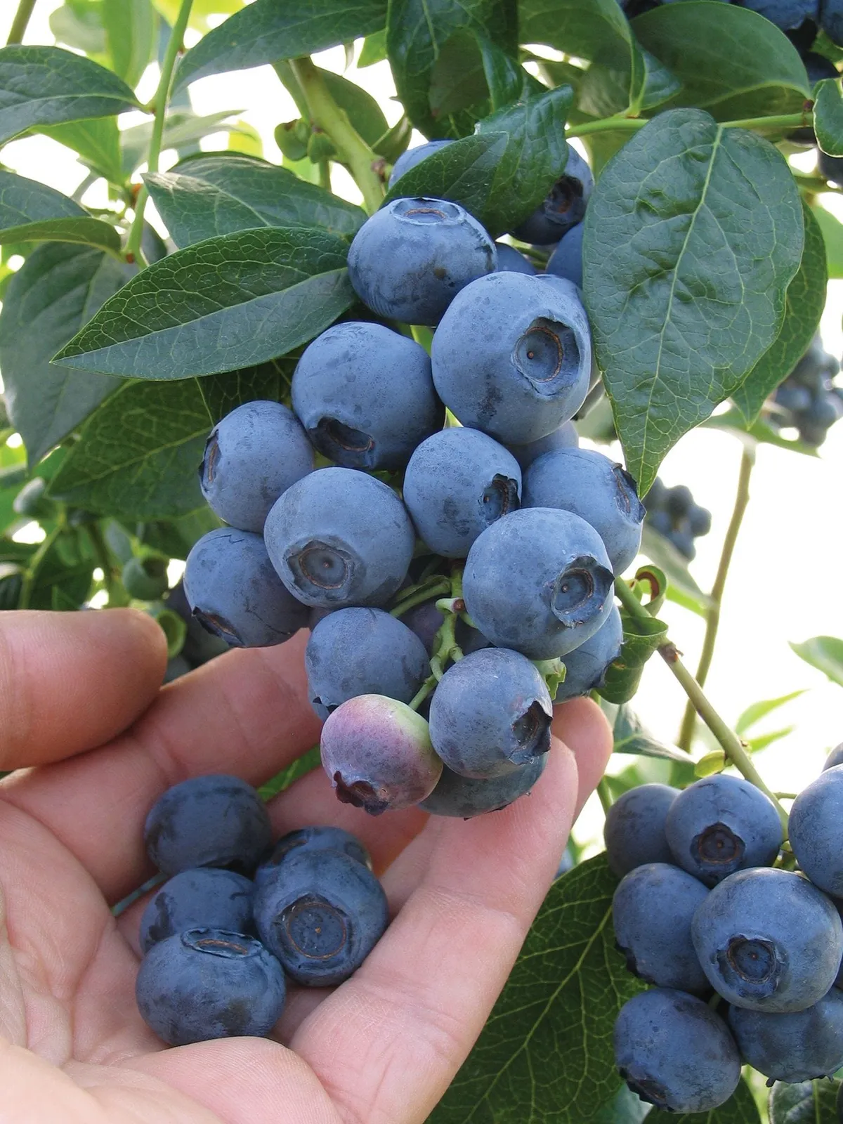Spartan Blueberries