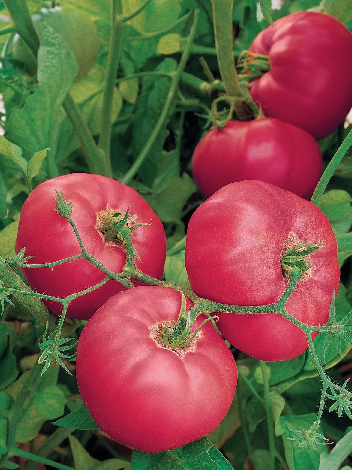 Brandy Boy  Hybrid Tomatoes