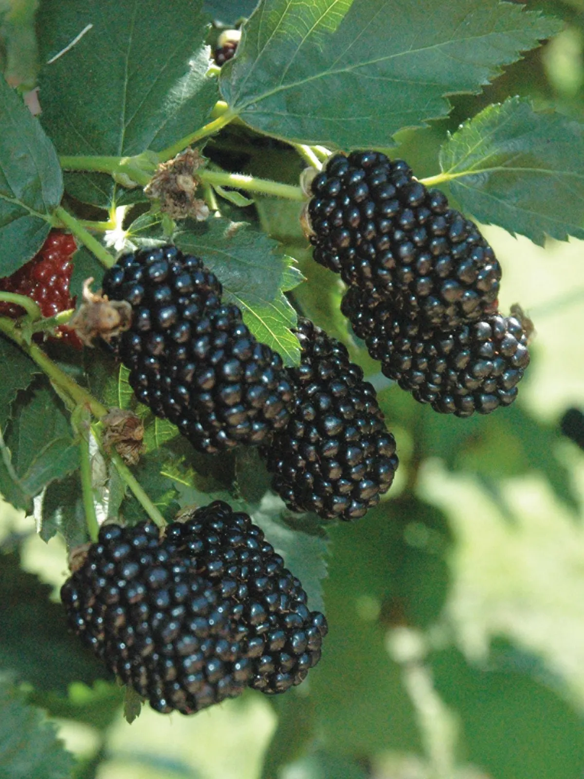 Prime-Ark Freedom Blackberries