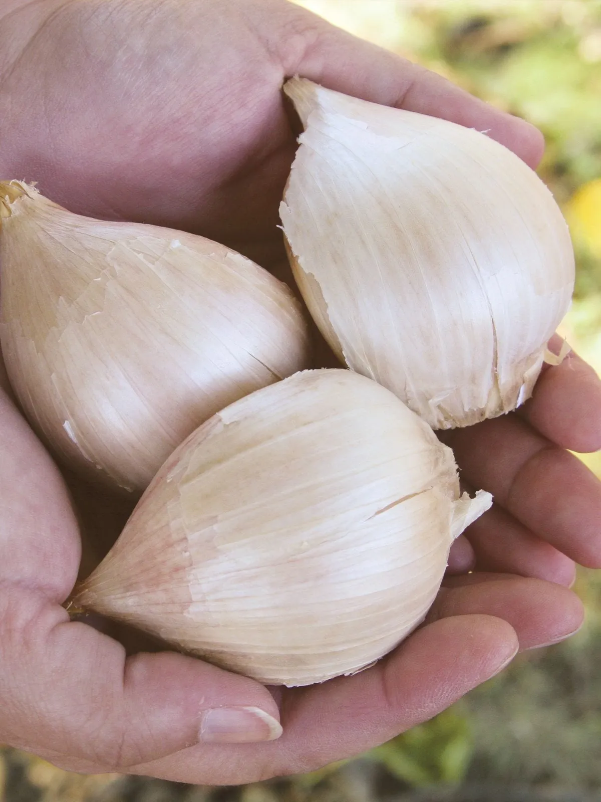 Elephant Garlic