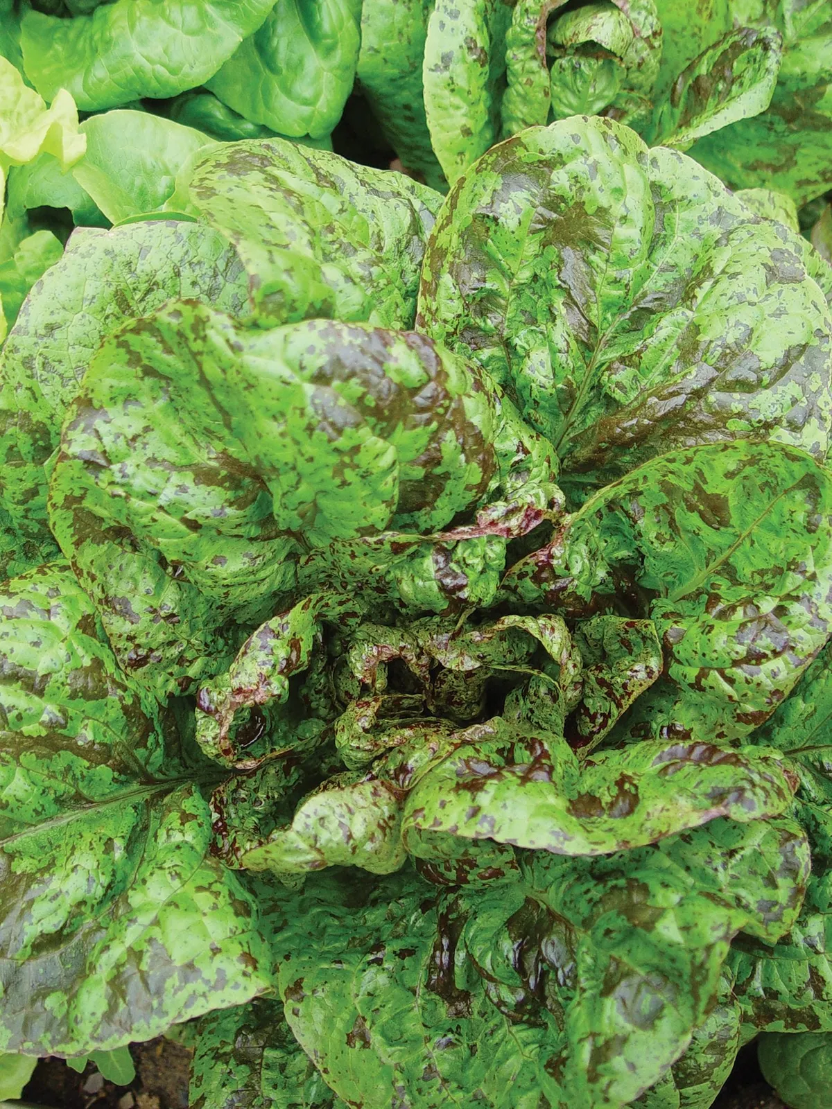 Forellenschluss Lettuce