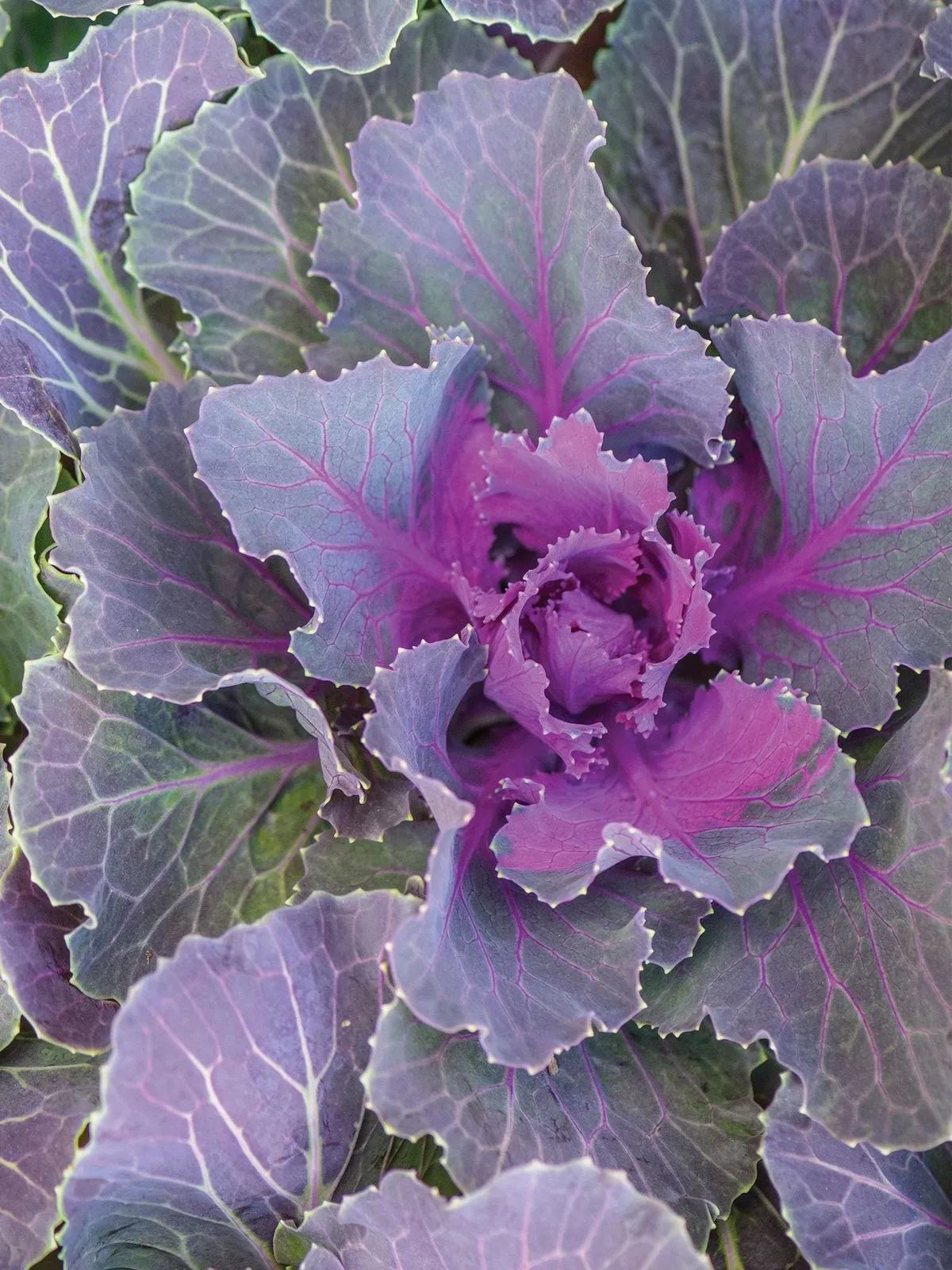Song Bird Red Kale