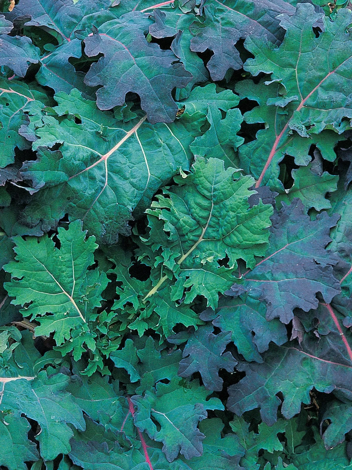 Red Russian Kale