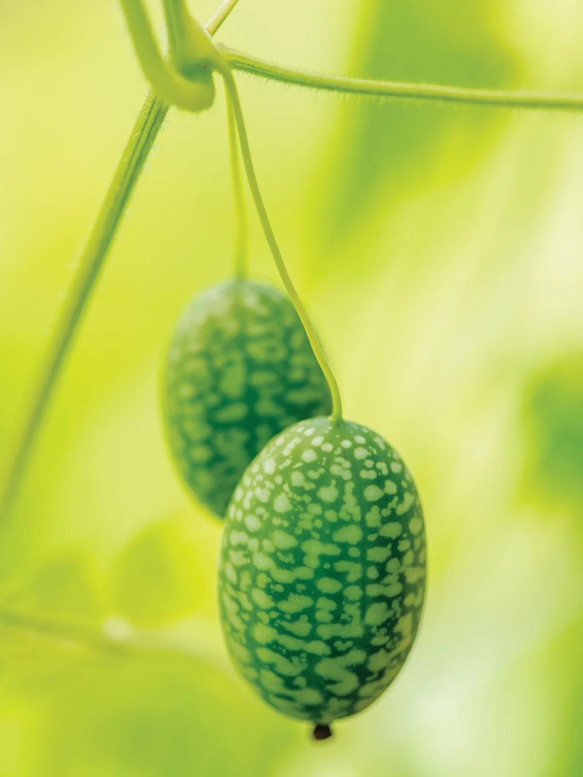 Mexican Sour Gherkin Cucumbers
