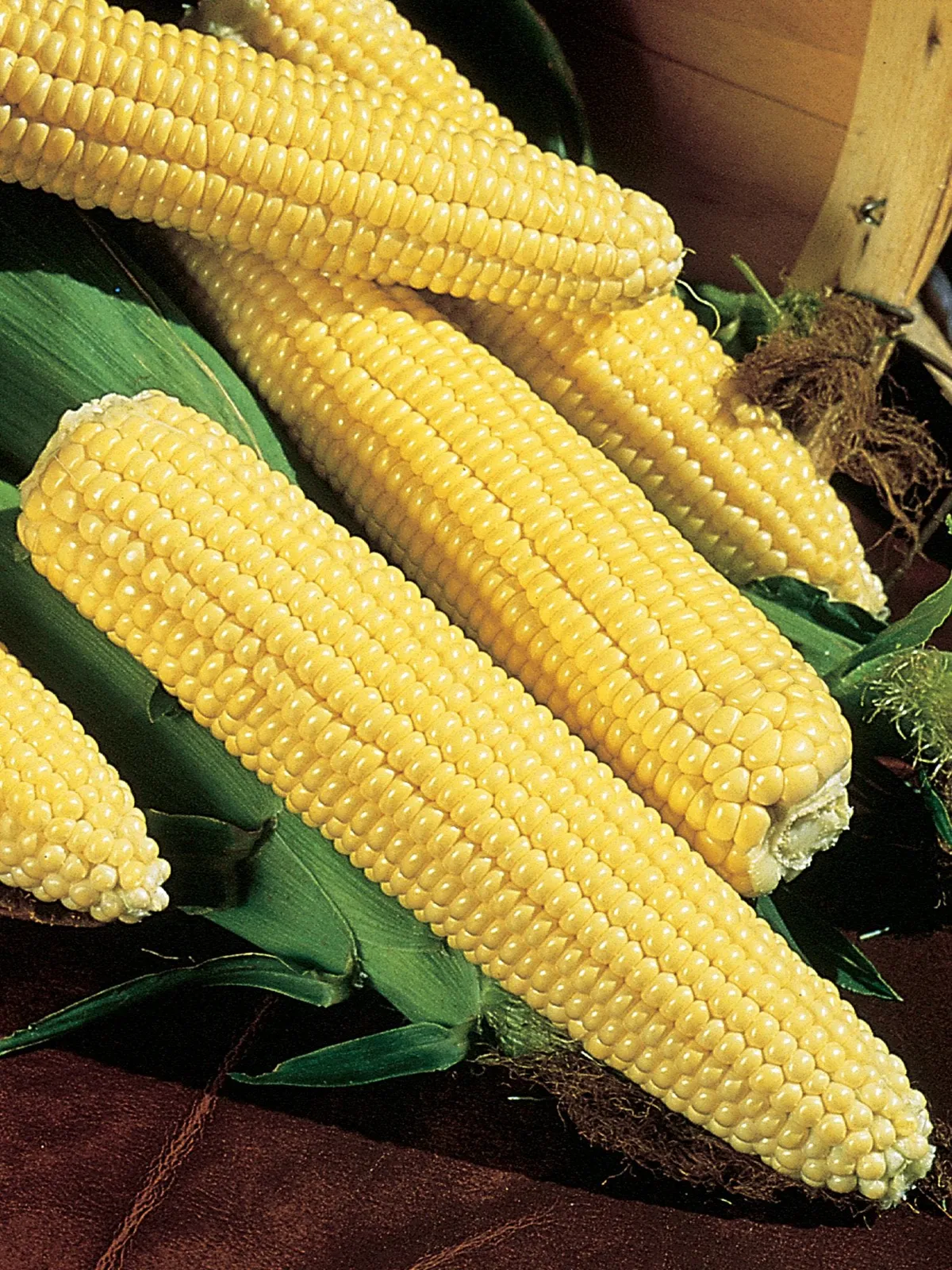Northern Xtra-Sweet Hybrid Corn