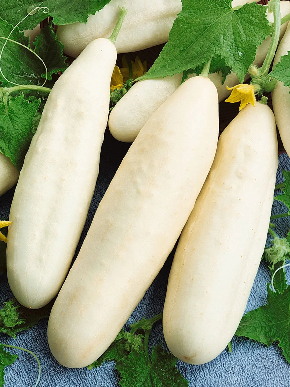 White Wonder Cucumbers