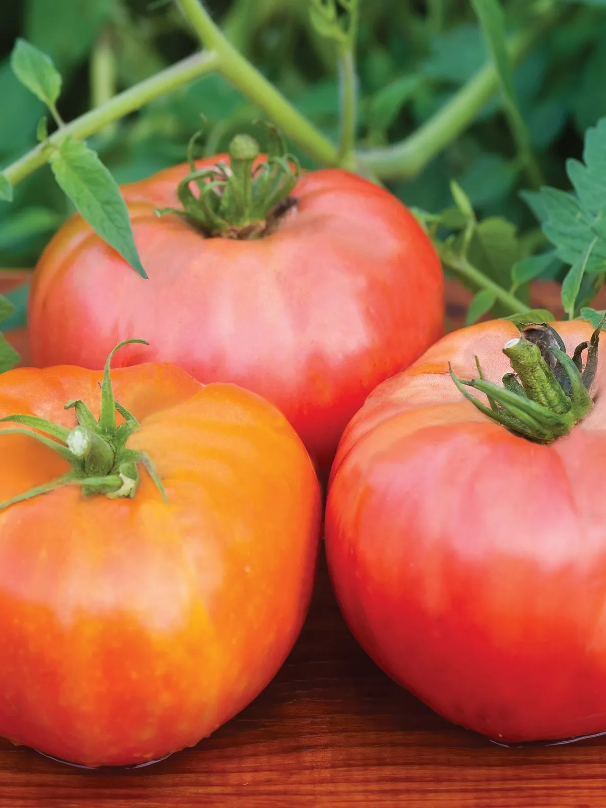 Brandywine Red Tomatoes