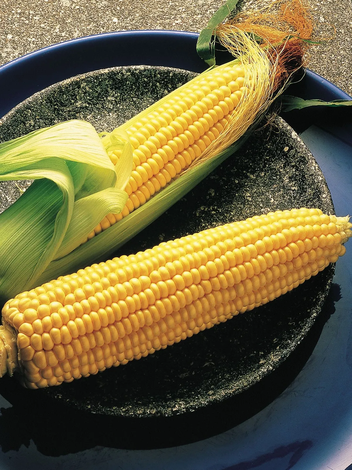 Illini Xtra Sweet Hybrid