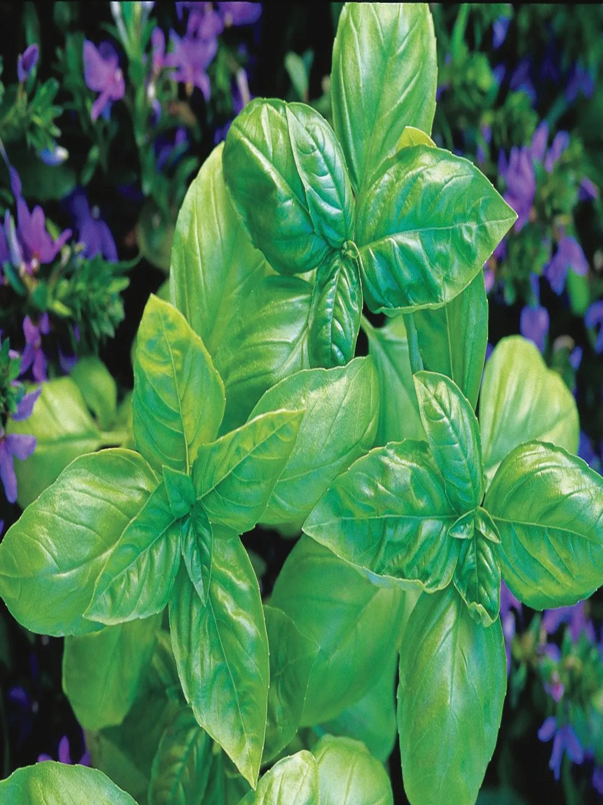Plenty Basil