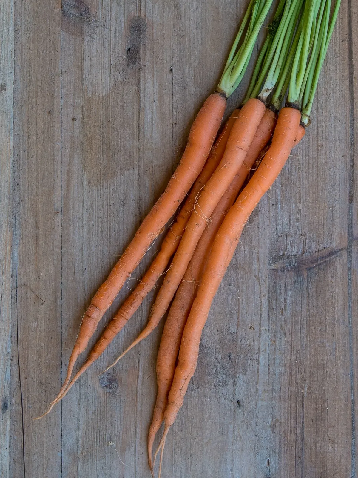 Candysnax Hybrid Carrots