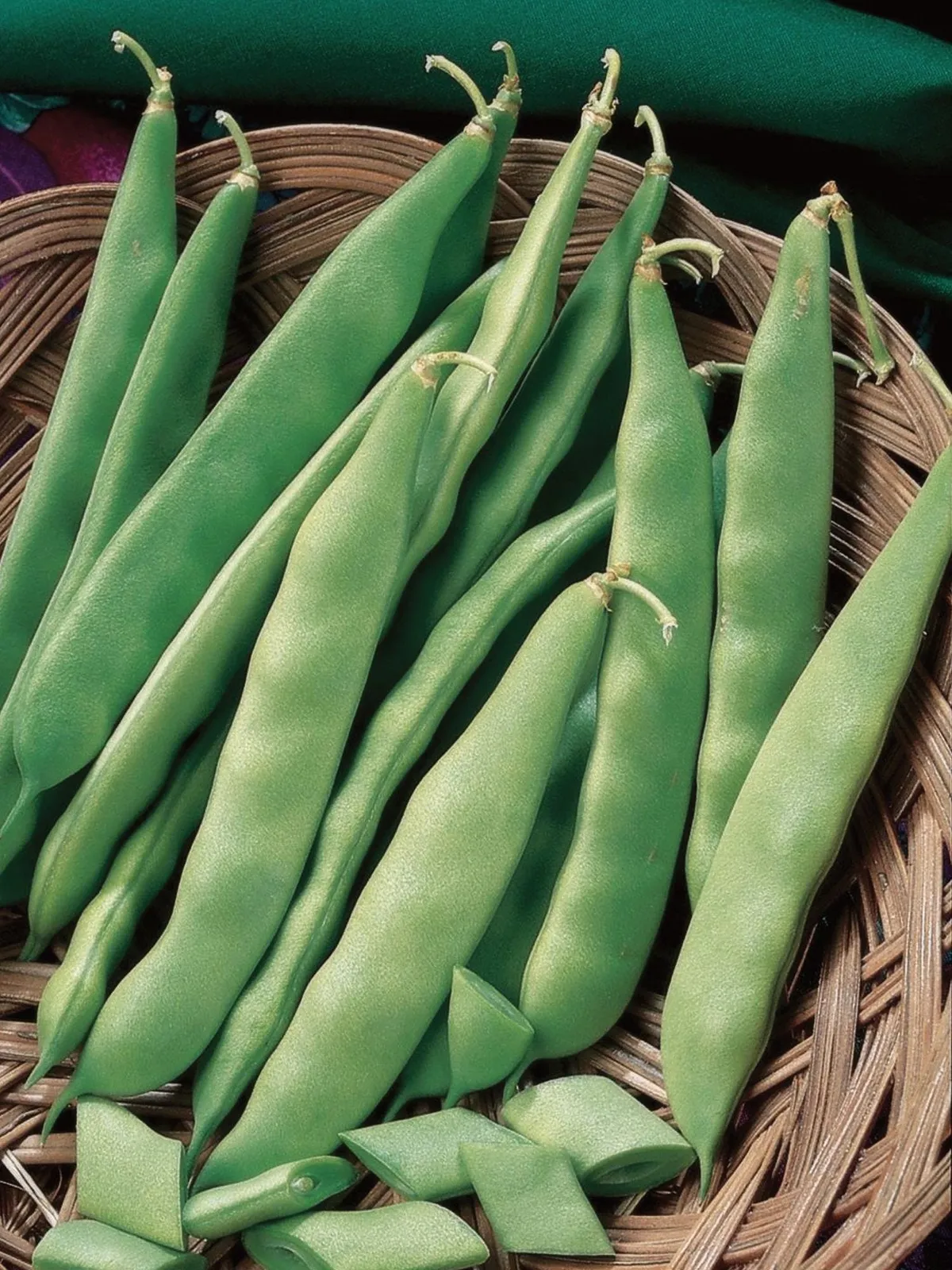 Early Bush Italian Beans